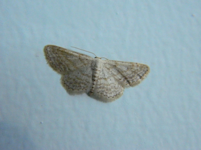 Idaea seriata  e Idaea elongaria